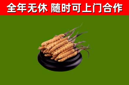 新宁县回收散虫草